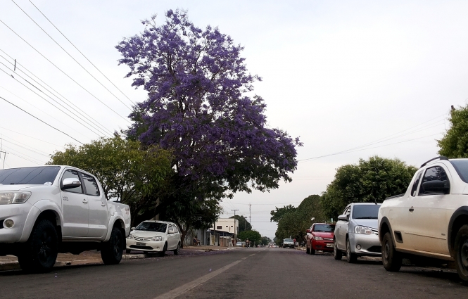 DE OUTRO ÂNGULO: a linda árvore de Jacarandá-mimoso em Ji-Paraná