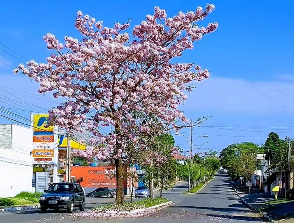 Encantador Ipê Rosa na Avenida Ji-Paraná 