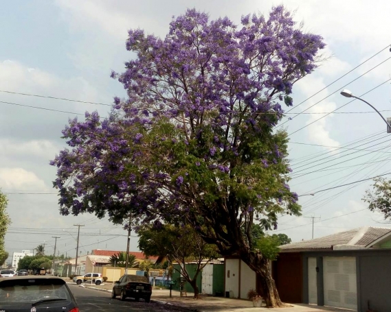 Bela árvore na Rua Manoel Franco chama a atenção em Ji-Paraná 